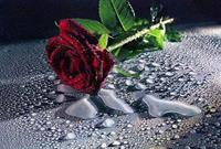 roze...